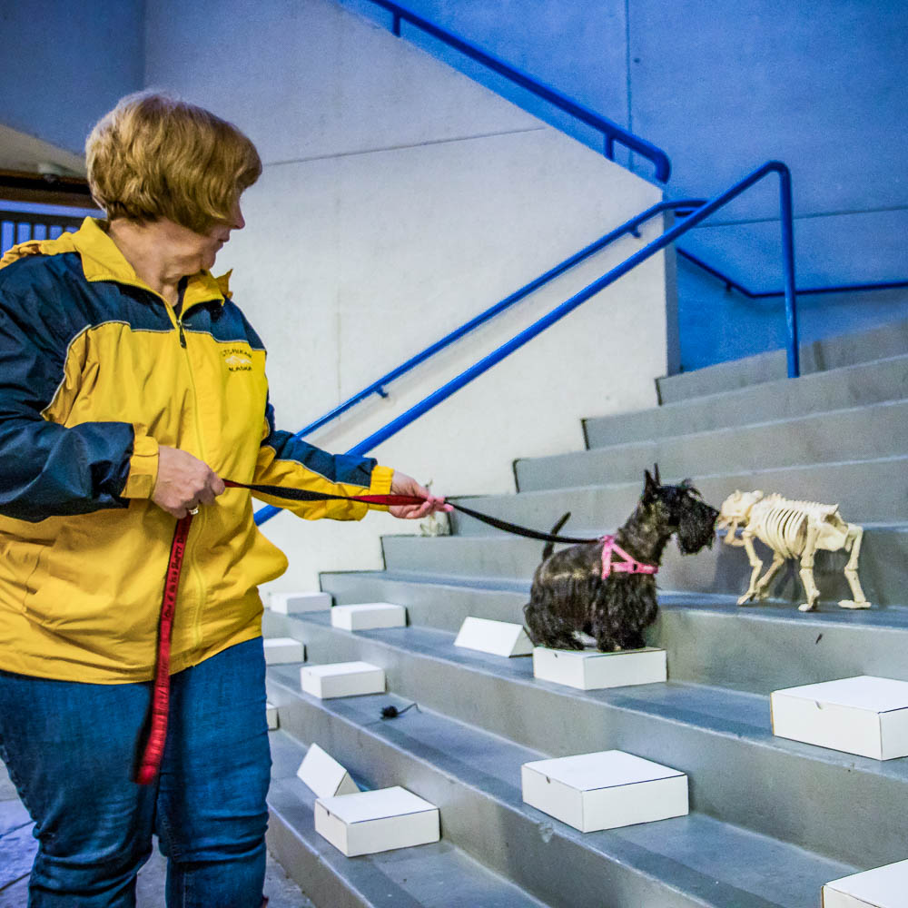 Introduction to Odor Classes for dogs on Whidbey