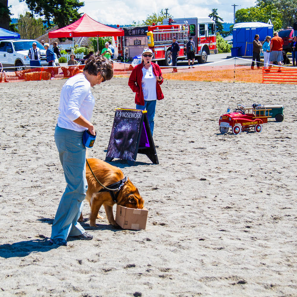 Canine nosework trial