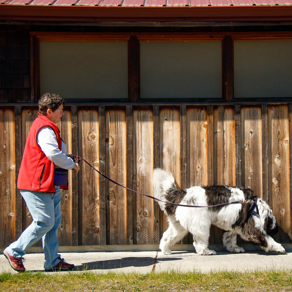 Nosework for dogs on Whidbey Island